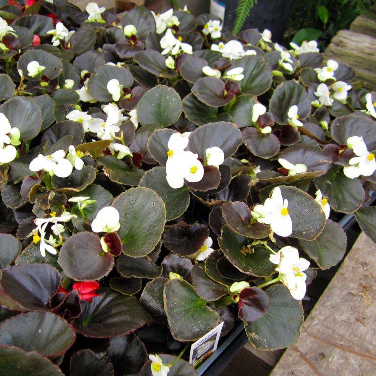 Begonia sp. - Begonia 'Bronze Leaf Red'
