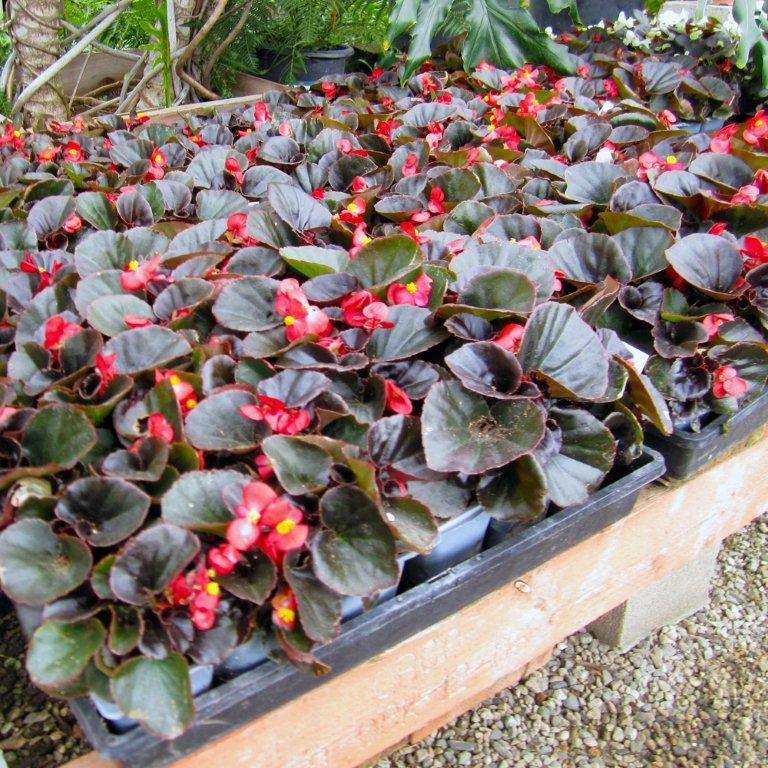 begonia-begonia-bronze-leaf-red