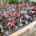 begonia-begonia-bronze-leaf-red