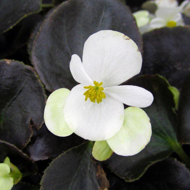 begonia-begonia-bronze-leaf-red