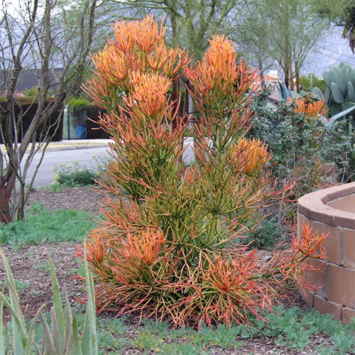 Red Pencil Plant - Euphorbia tirucalli 'Sticks on Fire'