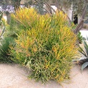red-pencil-plant-euphorbia-tirucalli-sticks-on-fire