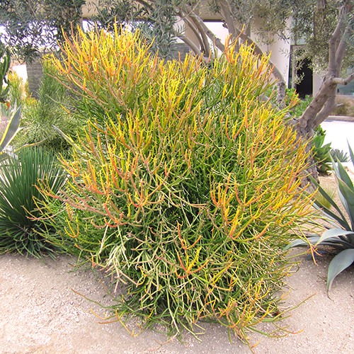 Red Pencil Plant - Euphorbia tirucalli 'Sticks on Fire'