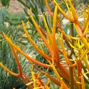 red-pencil-plant-euphorbia-tirucalli-sticks-on-fire