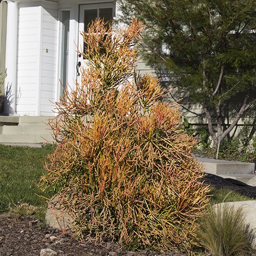 Red Pencil Plant - Euphorbia tirucalli 'Sticks on Fire'