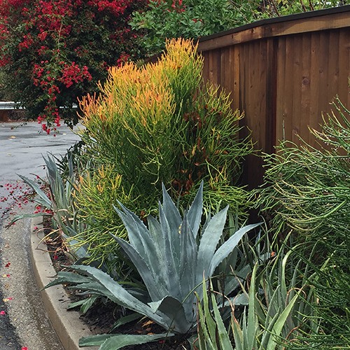 Red Pencil Plant - Euphorbia tirucalli 'Sticks on Fire'