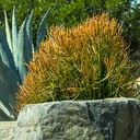red-pencil-plant-euphorbia-tirucalli-sticks-on-fire