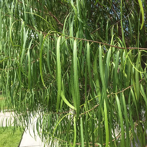 Australian Willow - Geijera parviflora