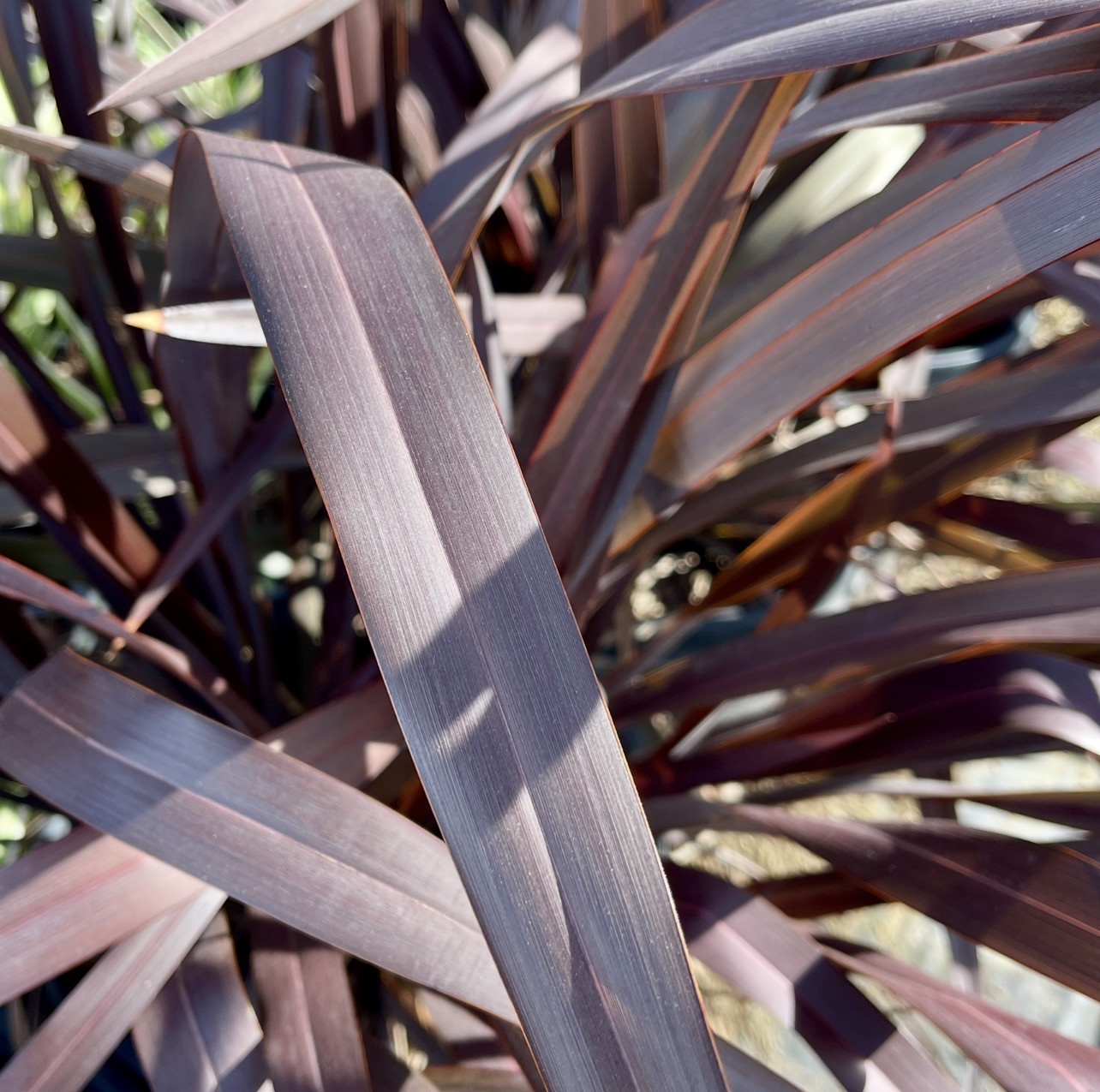 Platt’s Black Flax - Phormium ‘Platt’s Black’