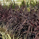 platts-black-flax-phormium-platts-black