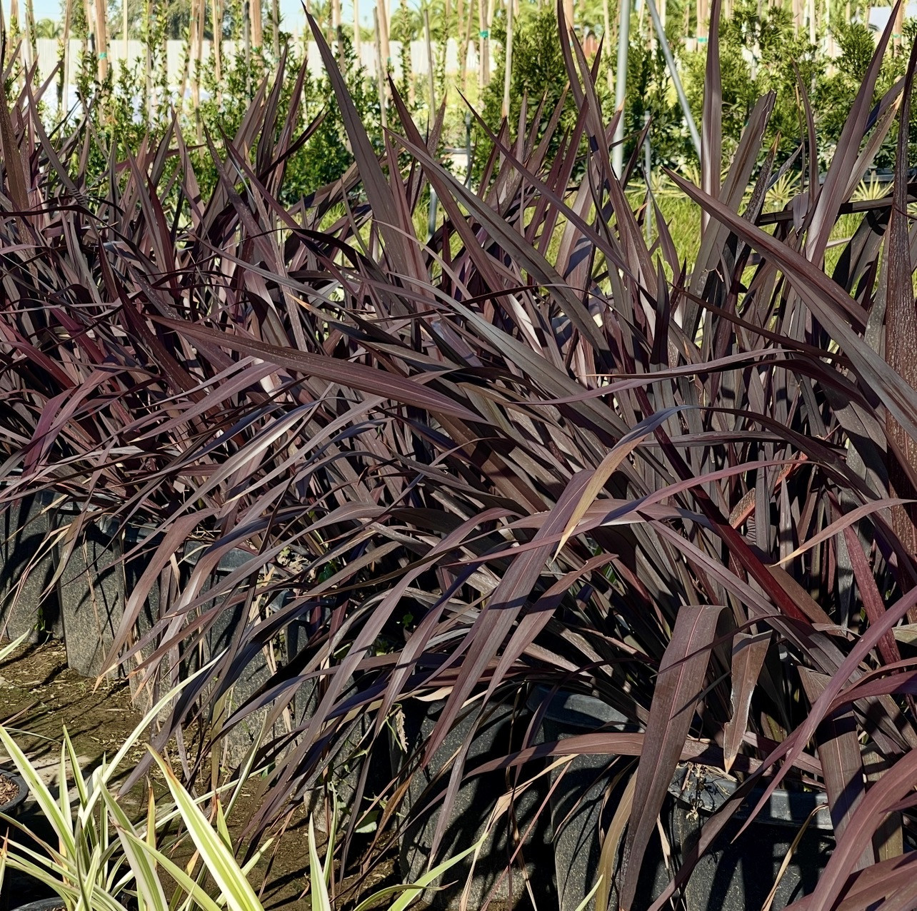 Platt’s Black Flax - Phormium ‘Platt’s Black’
