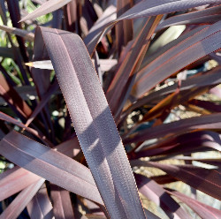 platts-black-flax-phormium-platts-black