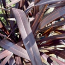 platts-black-flax-phormium-platts-black