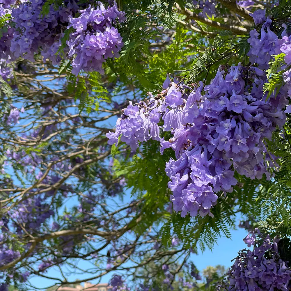 Jacaranda mimosafolia 1.webp