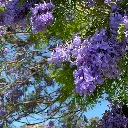 Jacaranda mimosafolia 1.webp