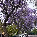 Jacaranda mimosifolia 2.webp