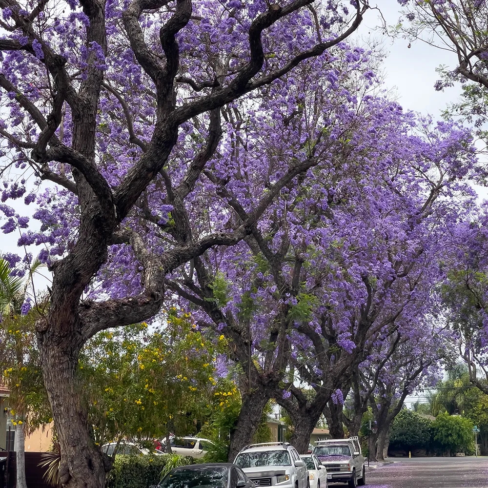 Jacaranda - Jacaranda mimosifolia