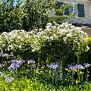 Rosa Iceberg Iceberg Rose Patio Tree 1.webp