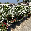 Rosa Iceberg Iceberg Rose Patio Tree 2.webp