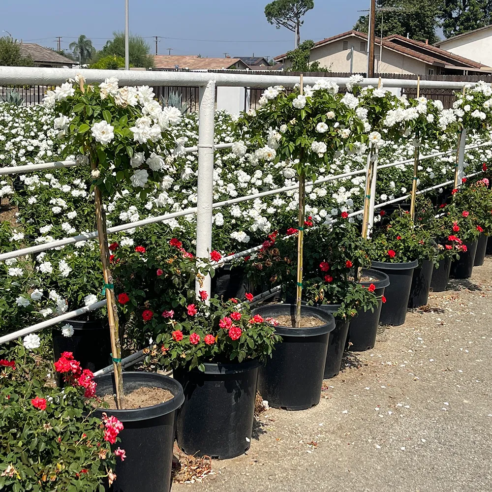 White Iceberg Rose - Patio Tree Form - Rosa 'Iceberg'