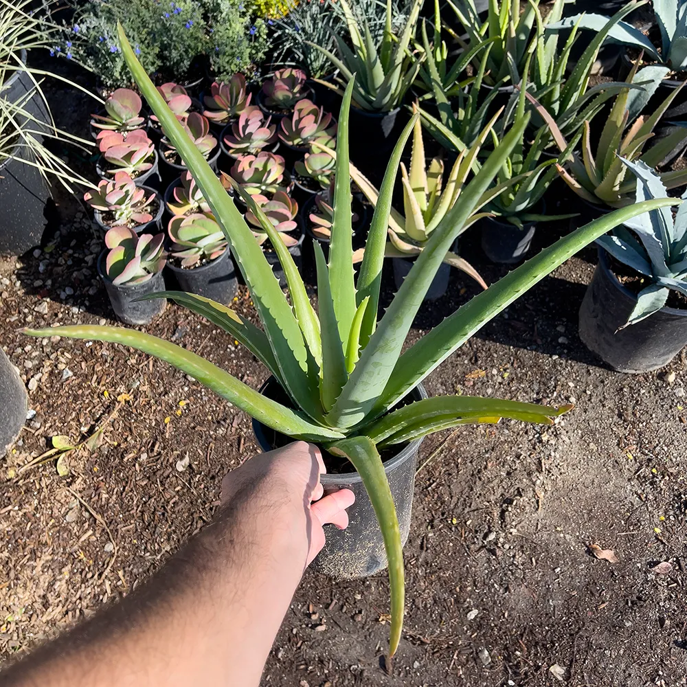 Aloe barbadensis Aloe Vera 2.webp