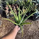 Aloe barbadensis Aloe Vera 2.webp