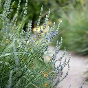Lavandula provence Lavender 2.webp
