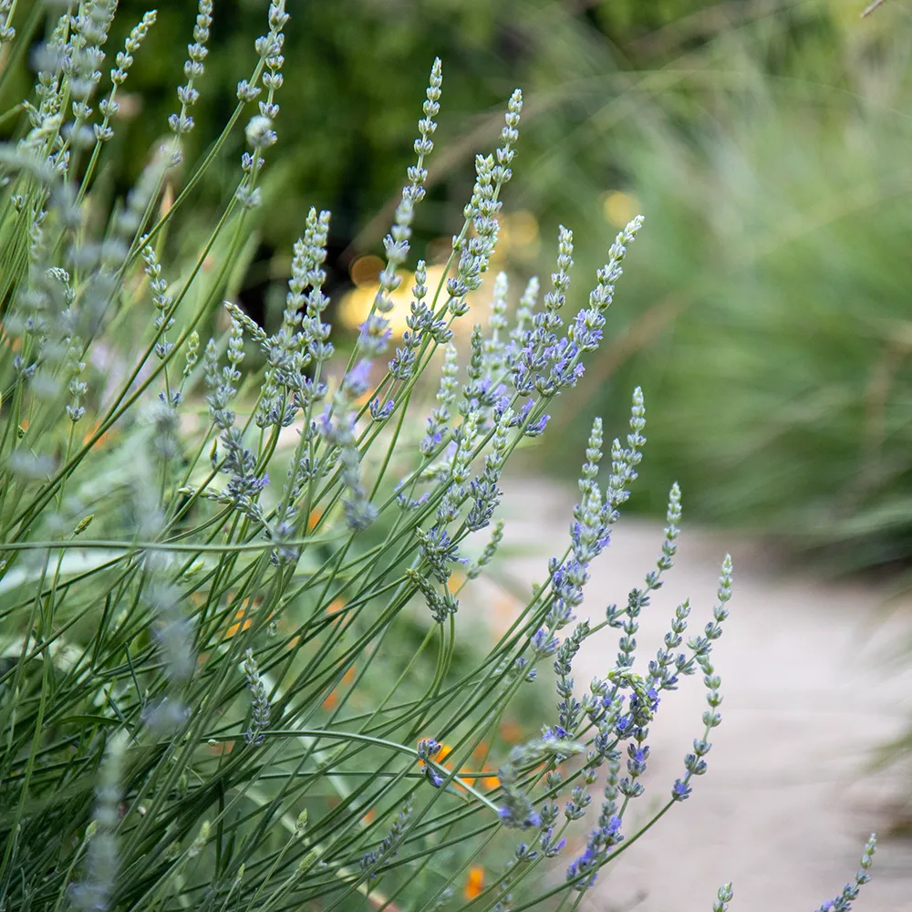 Blue Lavandin - Lavandula x intermedia 'Provence'