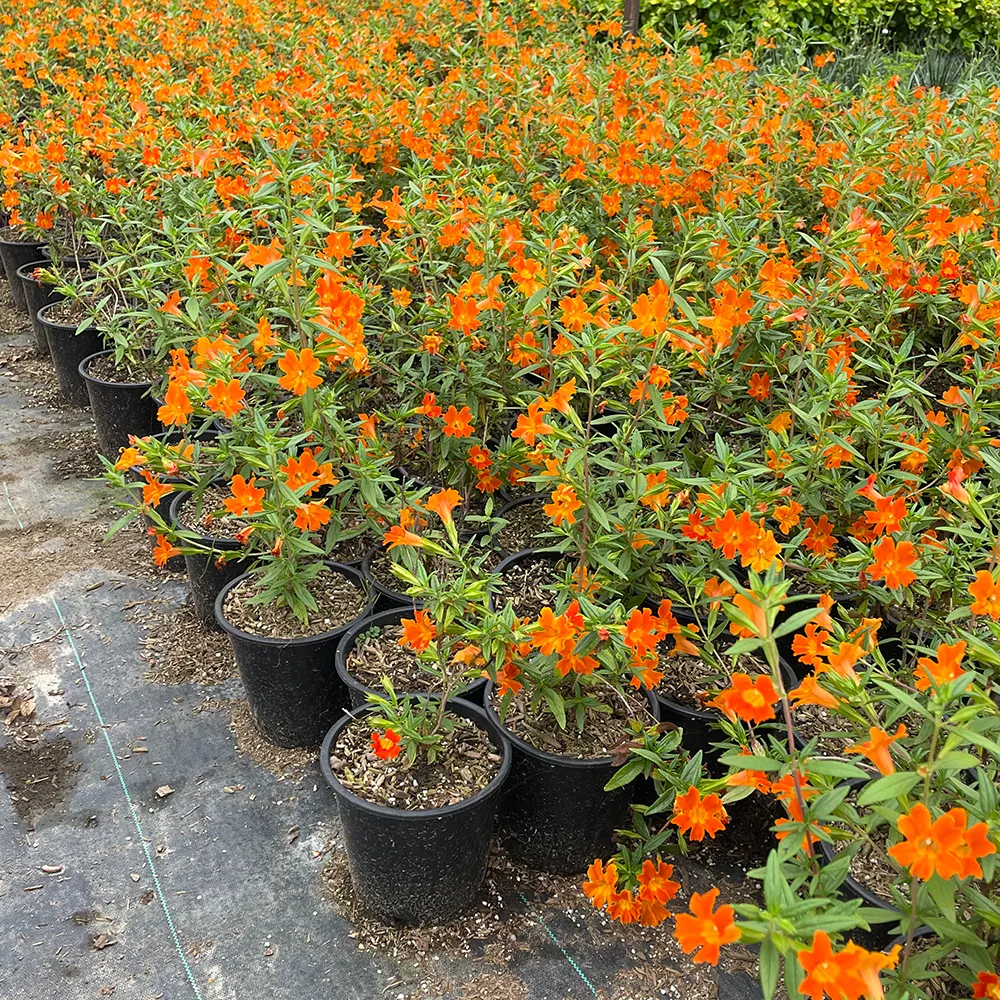Mimulus Jelly Bean Orange Bush Monkey Flower 1.webp