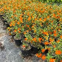 Mimulus Jelly Bean Orange Bush Monkey Flower 1.webp