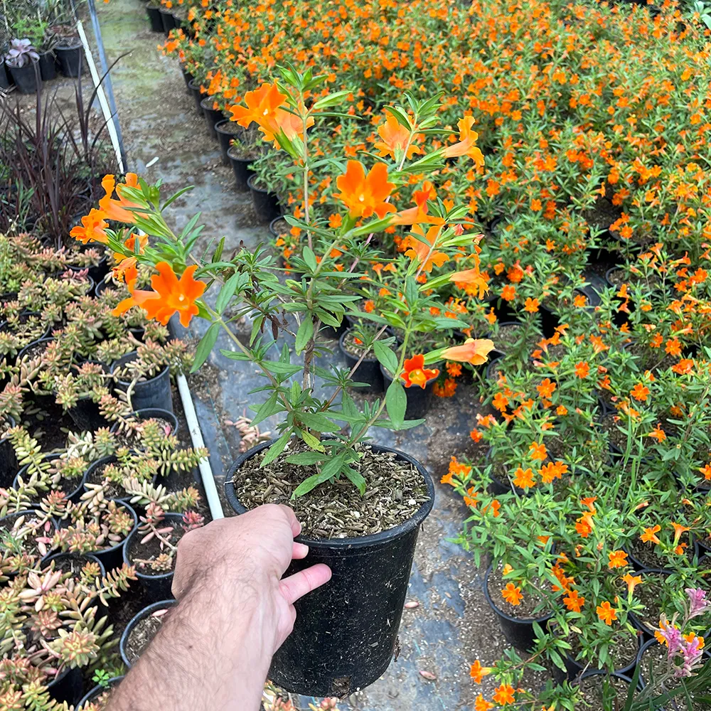 Mimulus Jelly Bean Orange Bush Monkey Flower 3.webp