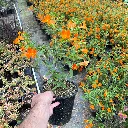 Mimulus Jelly Bean Orange Bush Monkey Flower 3.webp