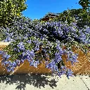 Ceanothus Joyce Coulter Mountain Lilac3.webp