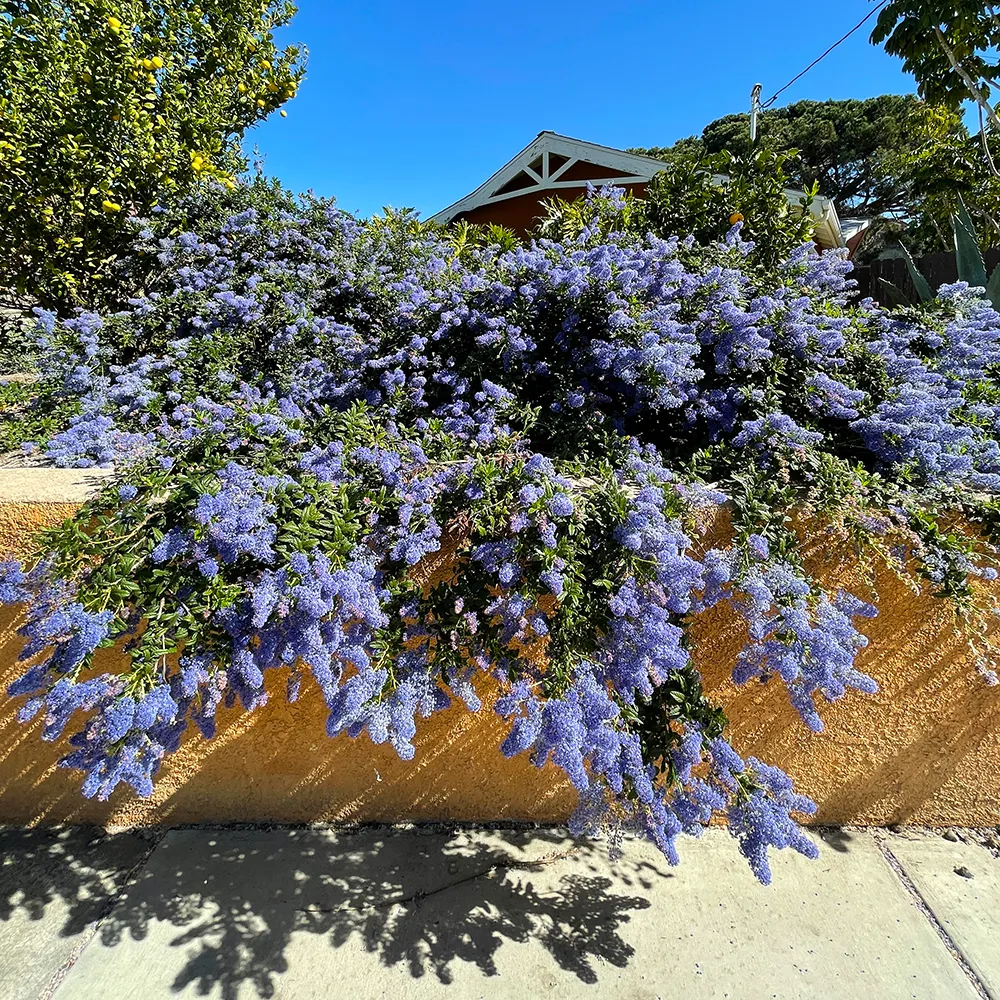 Joyce Coulter Mountain Lilac - Ceanothus 'Joyce Coulter'