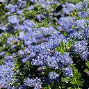 Ceanothus Joyce Coulter Mountain Lilac1.webp