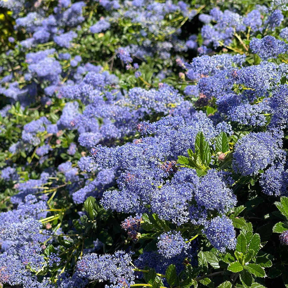 Joyce Coulter Mountain Lilac - Ceanothus 'Joyce Coulter'