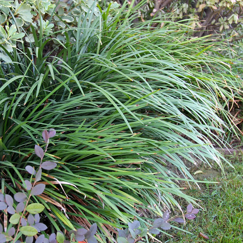 Liriope gigantea Giant Lily Turf 1.webp