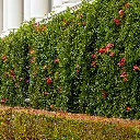 Distictus buccinatoria Red Trumpet Vine 2.webp