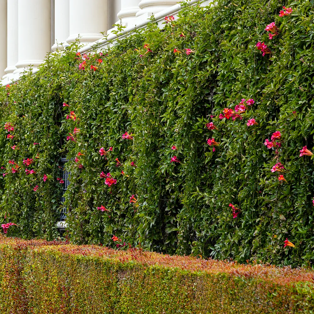 Red Trumpet Vine - Distictis buccinatoria