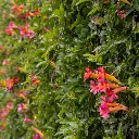Distictus buccinatoria Red Trumpet Vine 1.webp