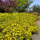 Calylophus drummondianus Texas Primrose3.webp