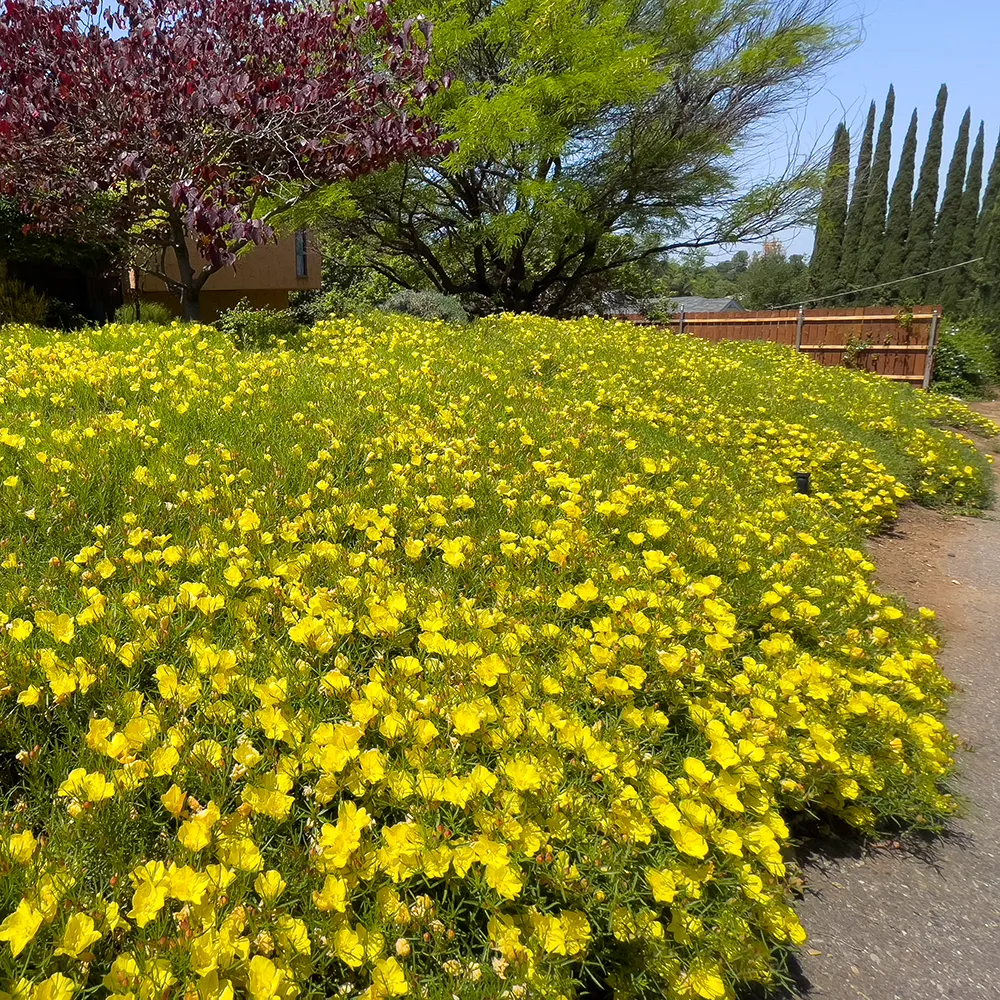 Texas Primrose (Sundrops) - Calylophus drummondianus