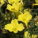 Calylophus drummondianus Texas Primrose1.webp