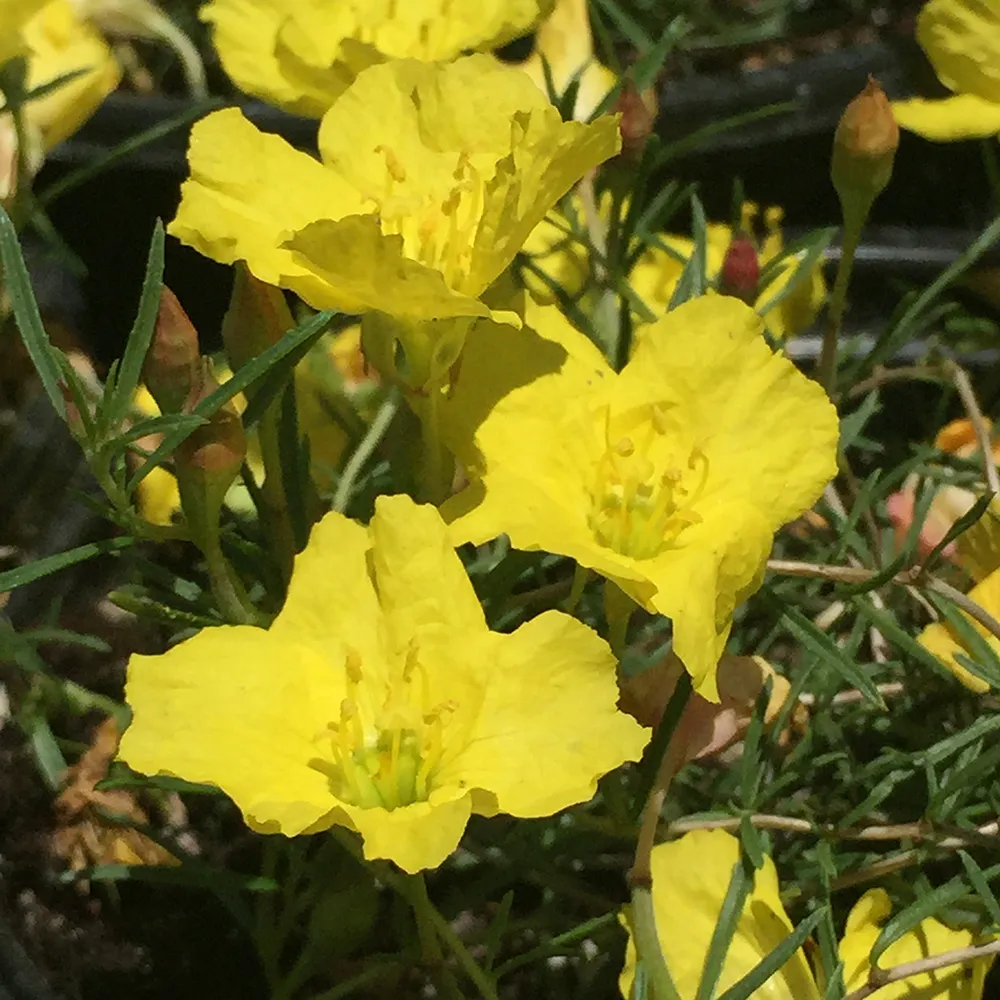 Texas Primrose (Sundrops) - Calylophus drummondianus