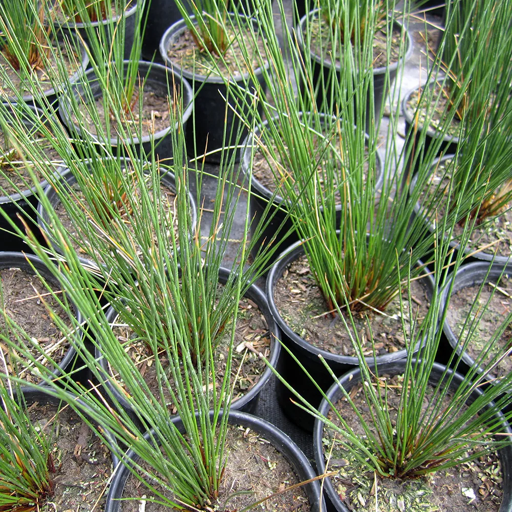 Juncus patens California Grey Rush 1.webp