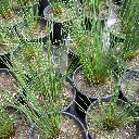 Juncus patens California Grey Rush 1.webp