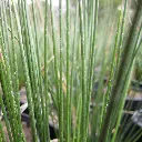 Juncus patens California Grey Rush 2.webp