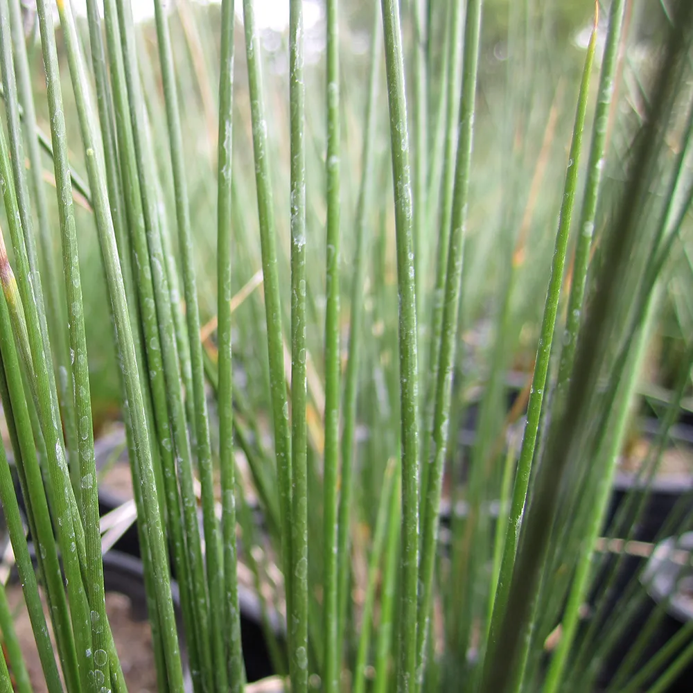 California Gray Rush - Juncus patens