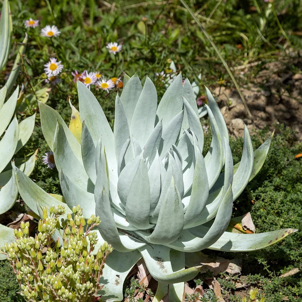 Giant Chalk Dudleya - Dudleya brittonii
