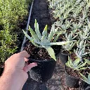 Dudleya brittonii Chalk Dudleya 2.webp
